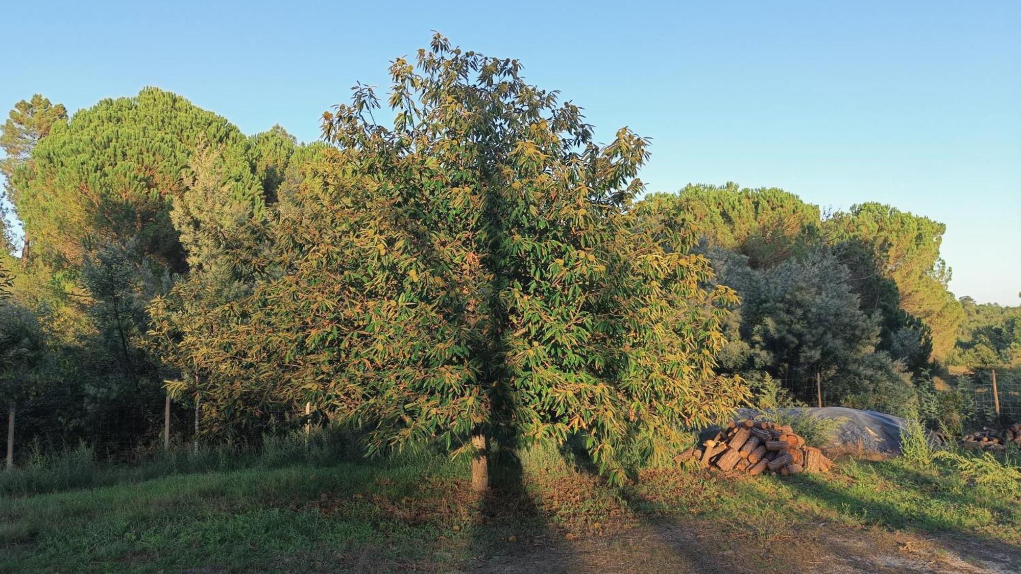 Santar Quinta Da Pedra Mija 게스트하우스 외부 사진