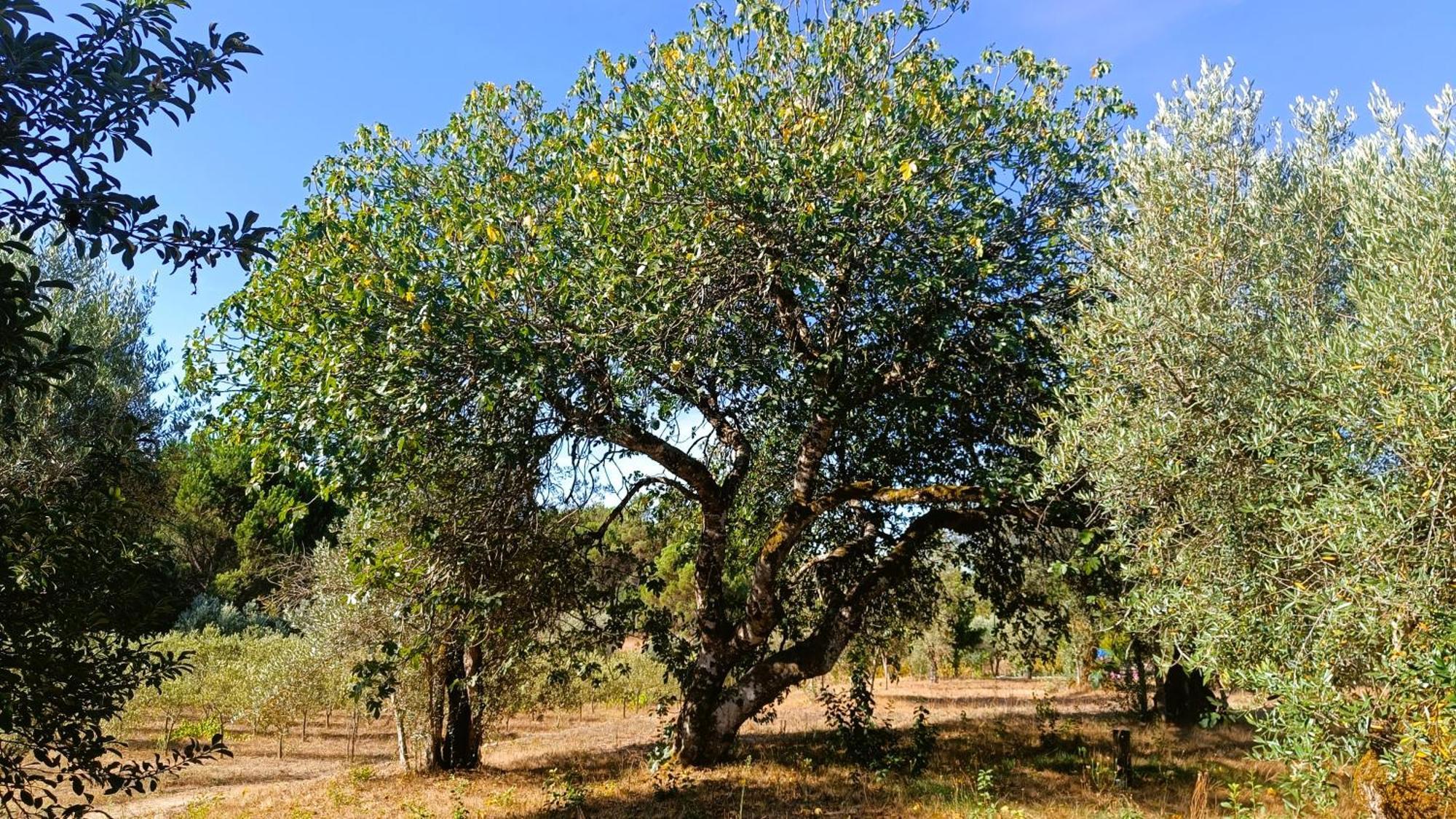 Santar Quinta Da Pedra Mija 게스트하우스 외부 사진