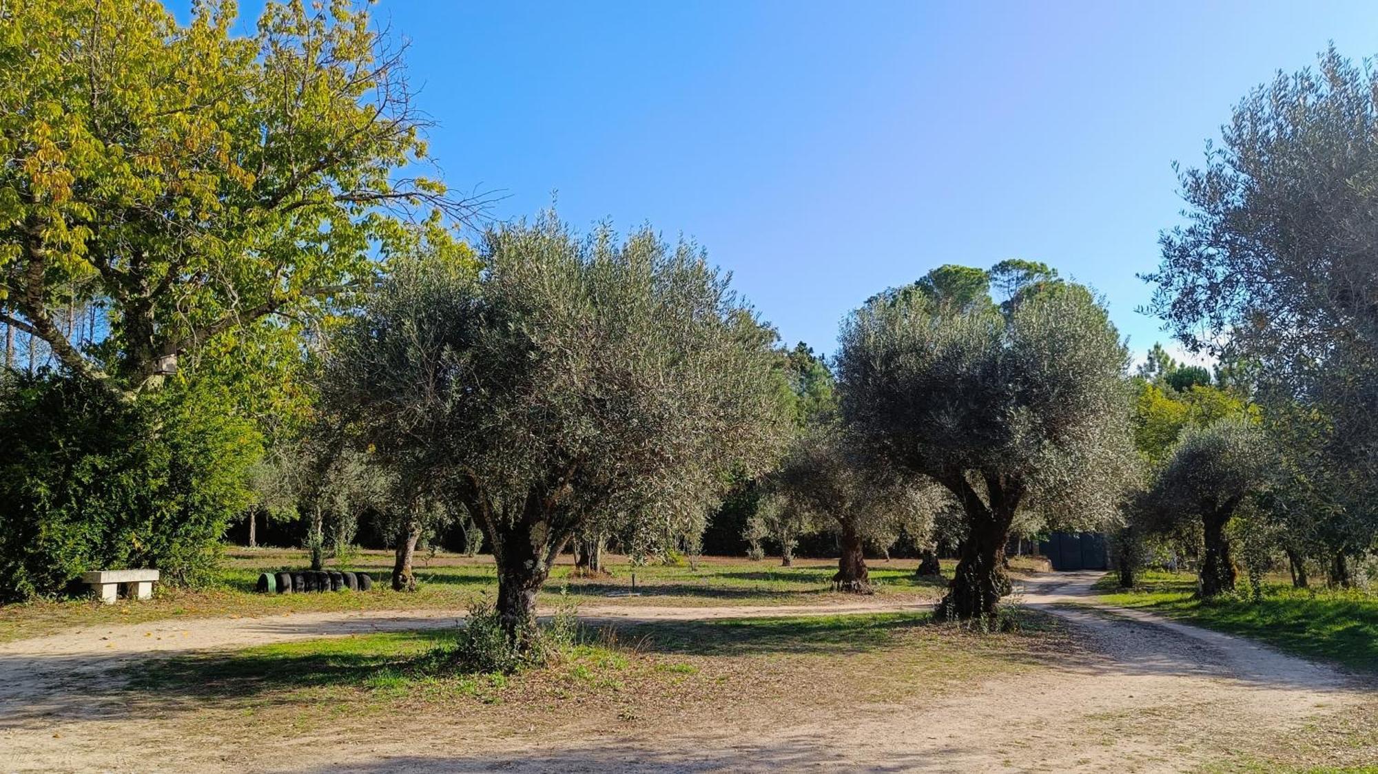 Santar Quinta Da Pedra Mija 게스트하우스 외부 사진